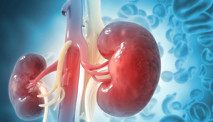Best Fruits for Kidney Health: Boost Function and Protect Your Kidneys Naturally