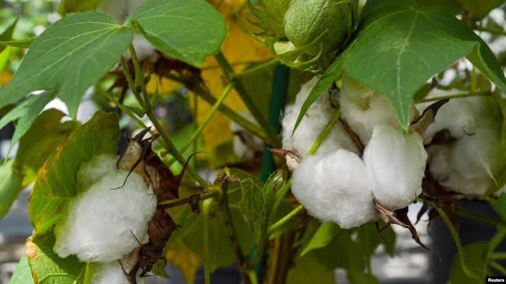 Despite Backlash and Past Setbacks, FG Moves Ahead With New GMO Cotton Seeds